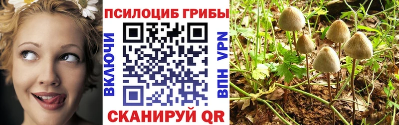 дарнет шоп Чебоксары Галлюциногенные грибы Magic Shrooms